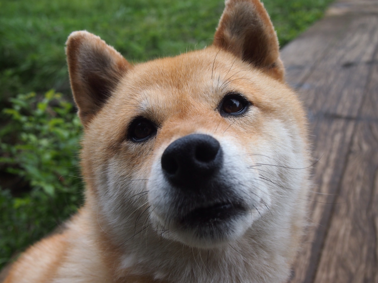 宿命延续！潘帕斯雄鹰再克非洲雄鹰，劳塔罗替补闪耀定乾坤