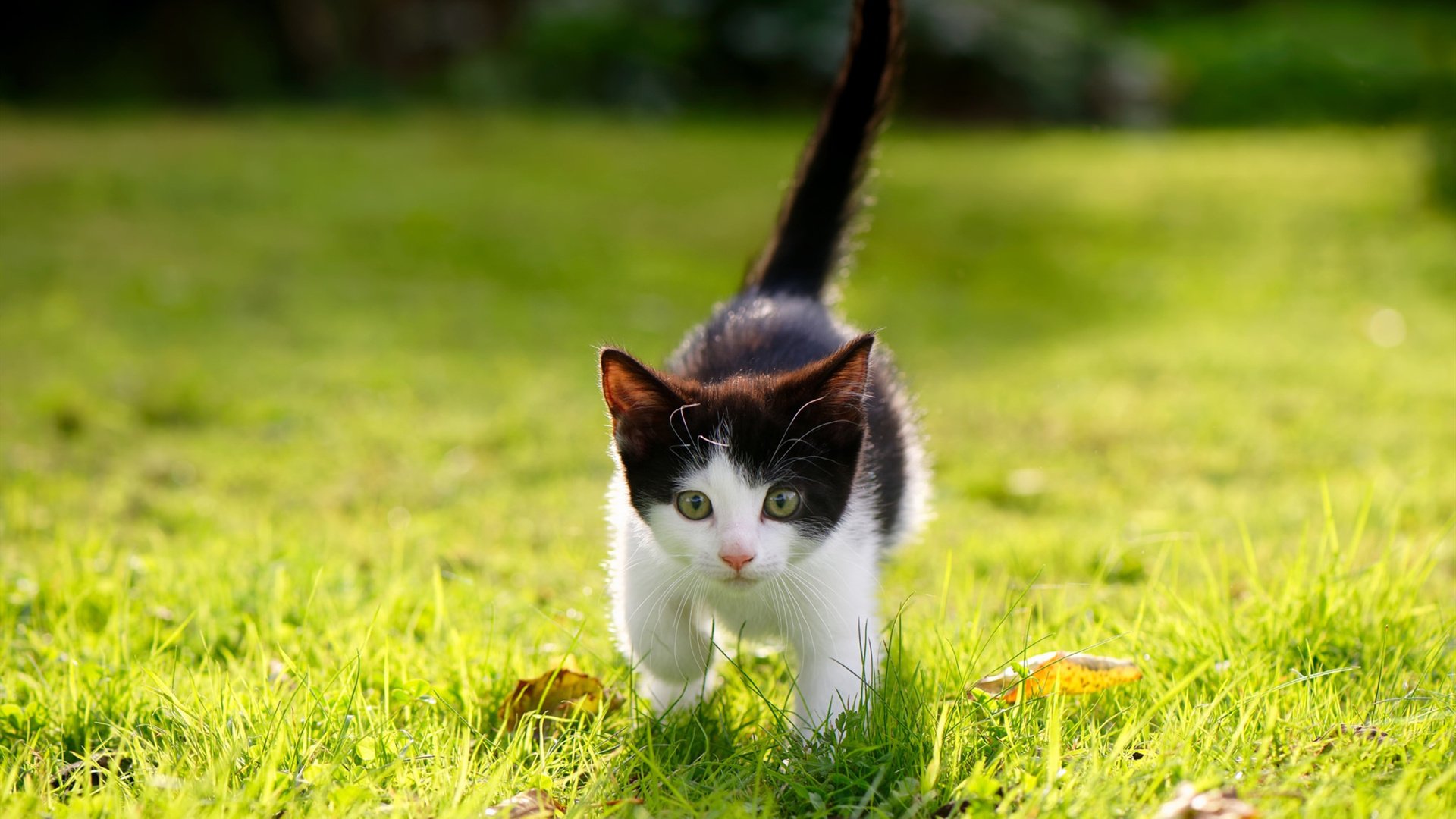 马克西化身激光制导，公牛生死战拆解魔术防线轰然倒塌