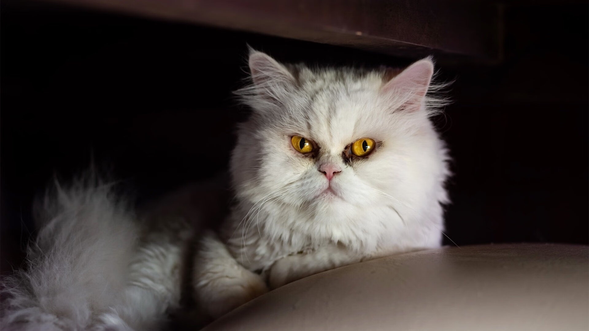 东契奇用魔术棒指挥，篮网沦为迷途猎物